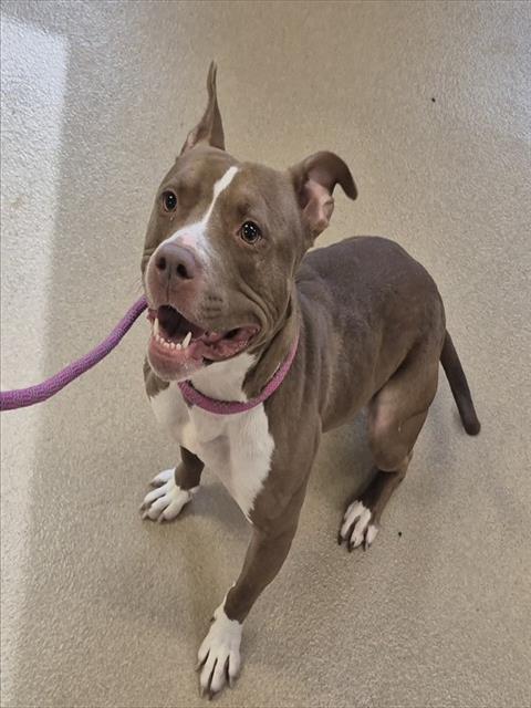 Enlarge JUNEBUG, a Adoptable mixed breed in Decatur, IL image 1/1