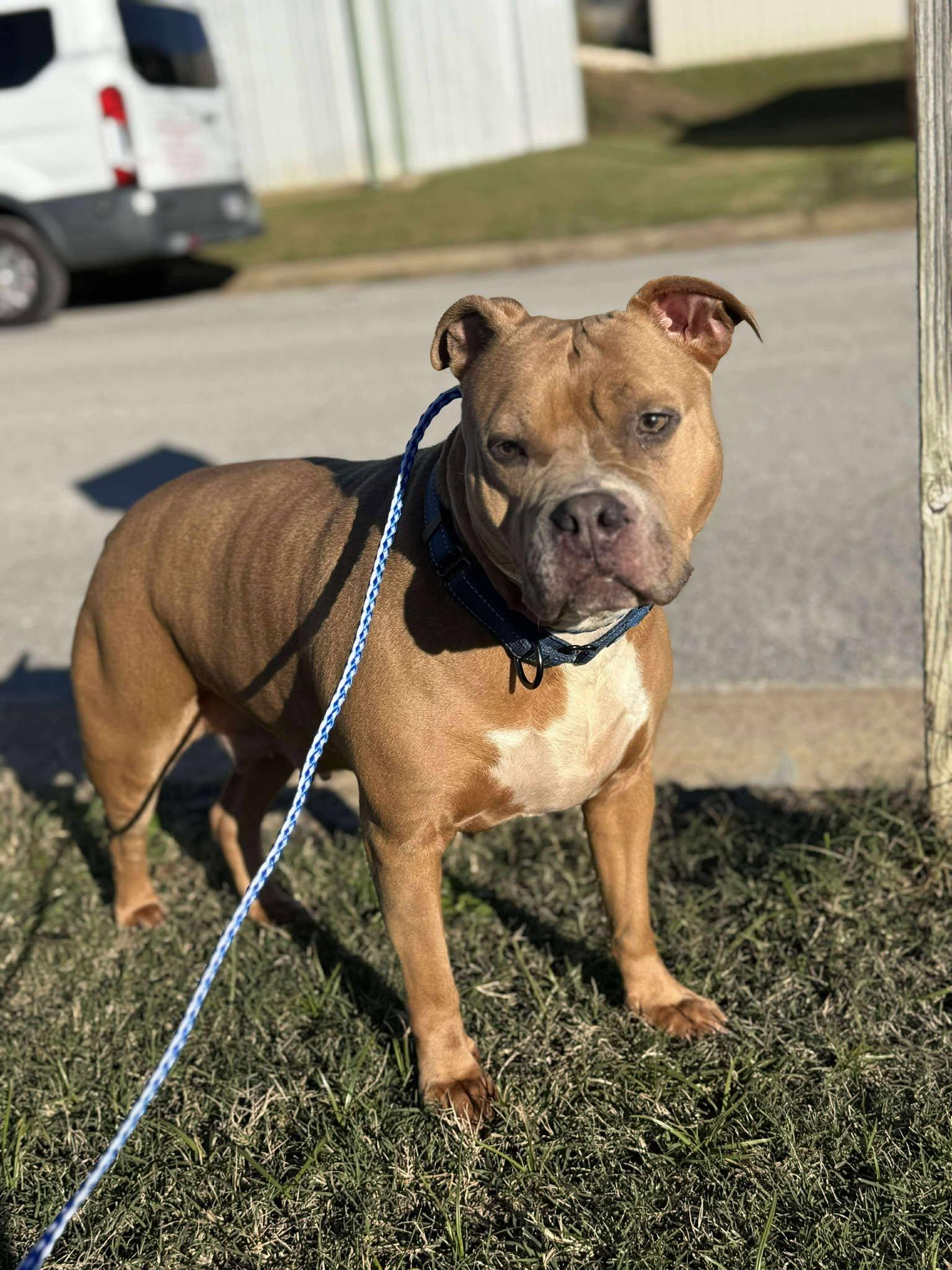 Hazel, Adoptable, Adult Female Pit Bull Terrier.