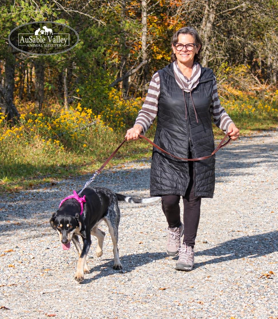 Enlarge Macy, a Adoptable Bluetick Coonhound in Grayling, MI image 4/6