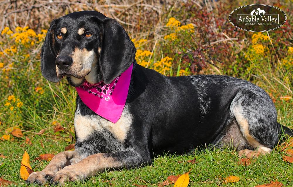 Enlarge Macy, a Adoptable Bluetick Coonhound in Grayling, MI image 2/6