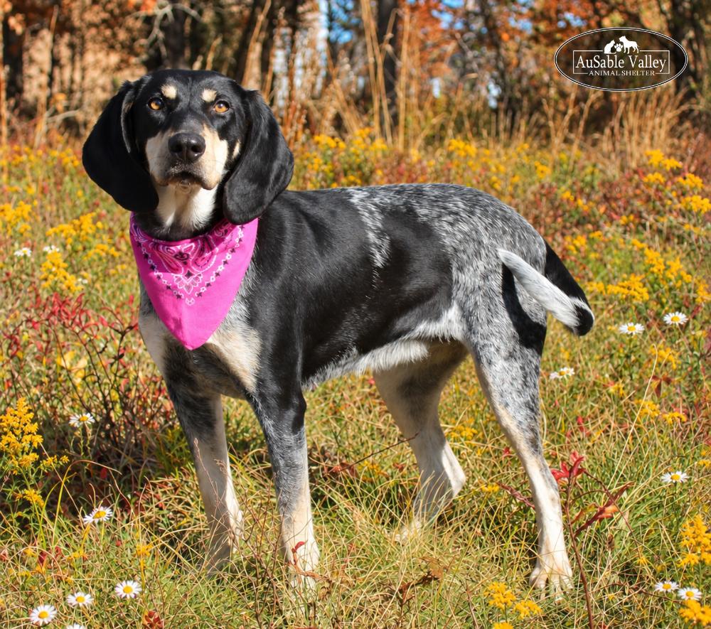 Macy, Adoptable, Adult Female Bluetick Coonhound.