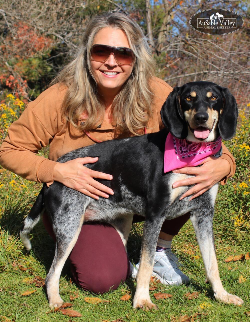 Enlarge Macy, a Adoptable Bluetick Coonhound in Grayling, MI image 3/6