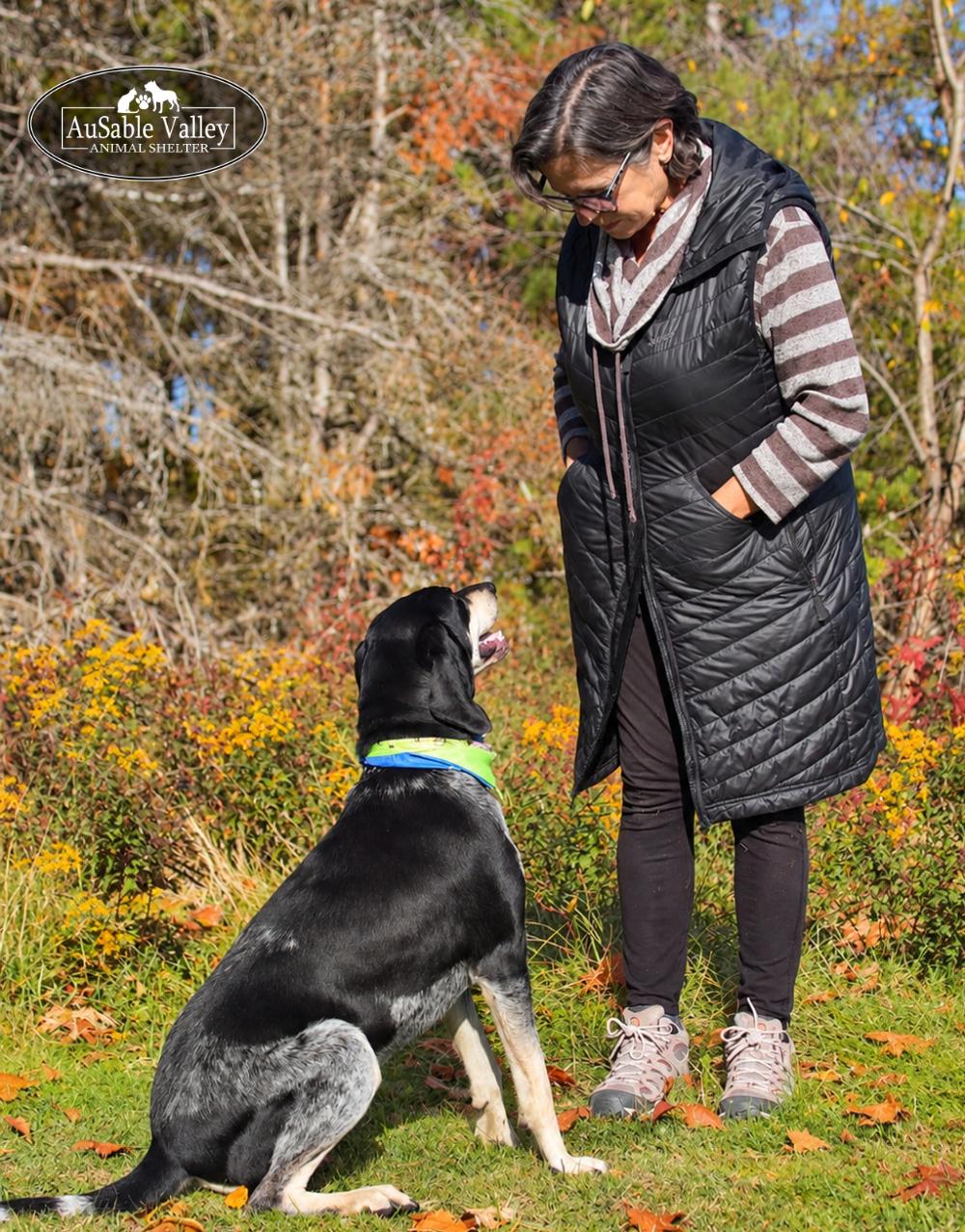 Enlarge Macy, a Adoptable Bluetick Coonhound in Grayling, MI image 6/6