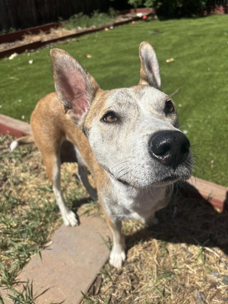 Indy, Adoptable, Adult Female Australian Cattle Dog / Blue Heeler.