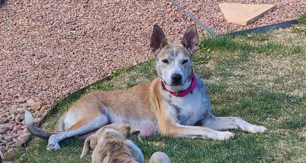 Indy, Adoptable, Adult Female Australian Cattle Dog / Blue Heeler.
