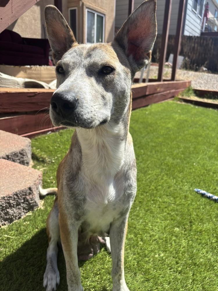Enlarge Indy, a Adoptable mixed breed in Colorado Springs, CO image 3/6
