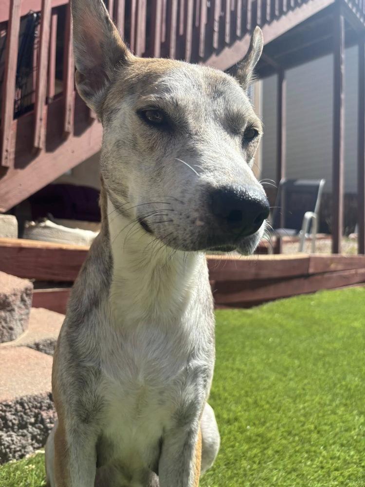 Enlarge Indy, a Adoptable mixed breed in Colorado Springs, CO image 4/6