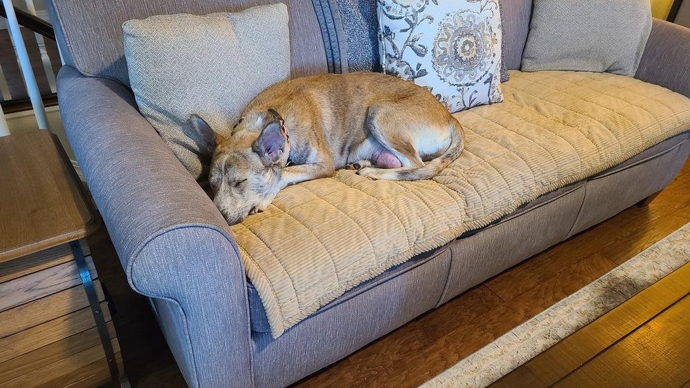 Enlarge Indy, a Adoptable mixed breed in Colorado Springs, CO image 5/6