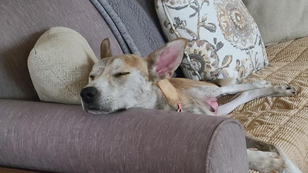 Enlarge Indy, a Adoptable mixed breed in Colorado Springs, CO image 6/6