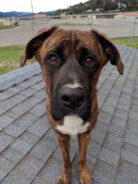 Enlarge Dude, a Adopted mixed breed in Gold Beach, OR image 1/4