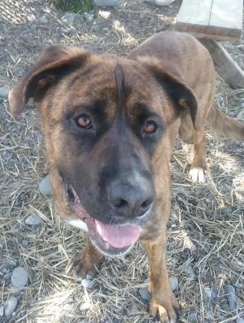 Enlarge Dude, a Adopted mixed breed in Gold Beach, OR image 2/4
