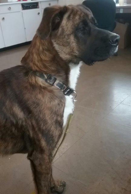 Enlarge Dude, a Adopted mixed breed in Gold Beach, OR image 3/4