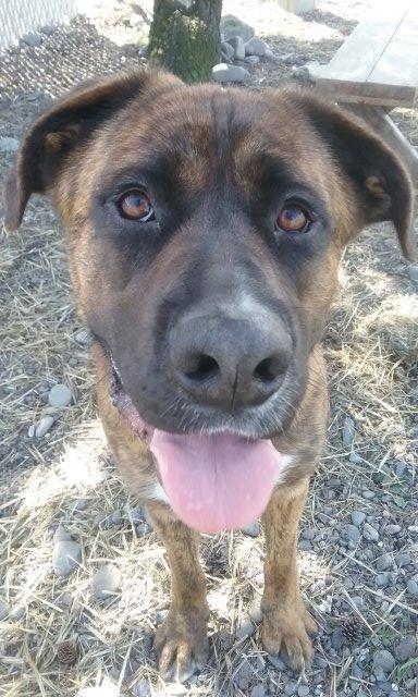 Enlarge Dude, a Adopted mixed breed in Gold Beach, OR image 4/4