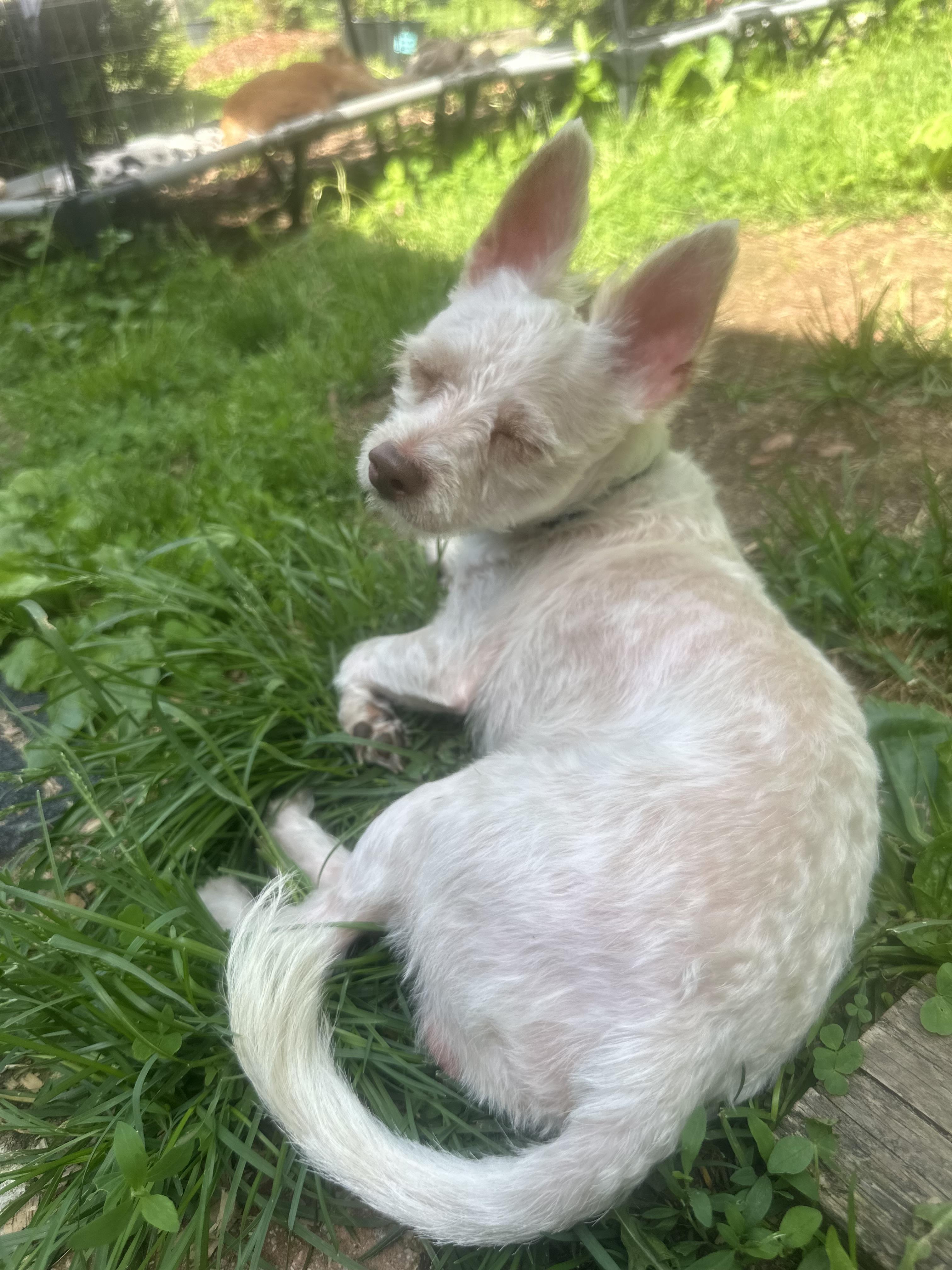 Romeo, a ADOPTABLE mixed breed in Albany, NY image 4/5