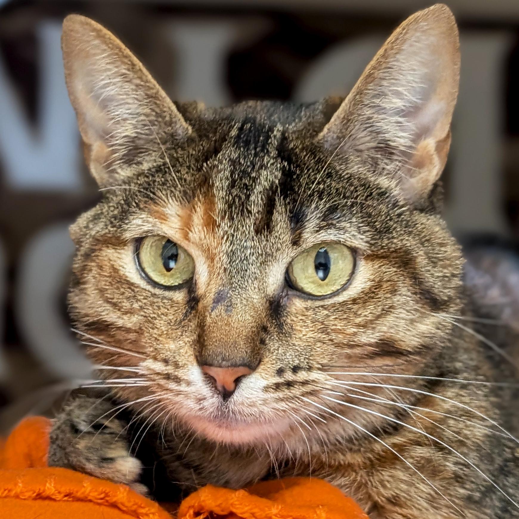 Enlarge Coletta, a ADOPTABLE Domestic Short Hair in Jefferson, WI image 1/4