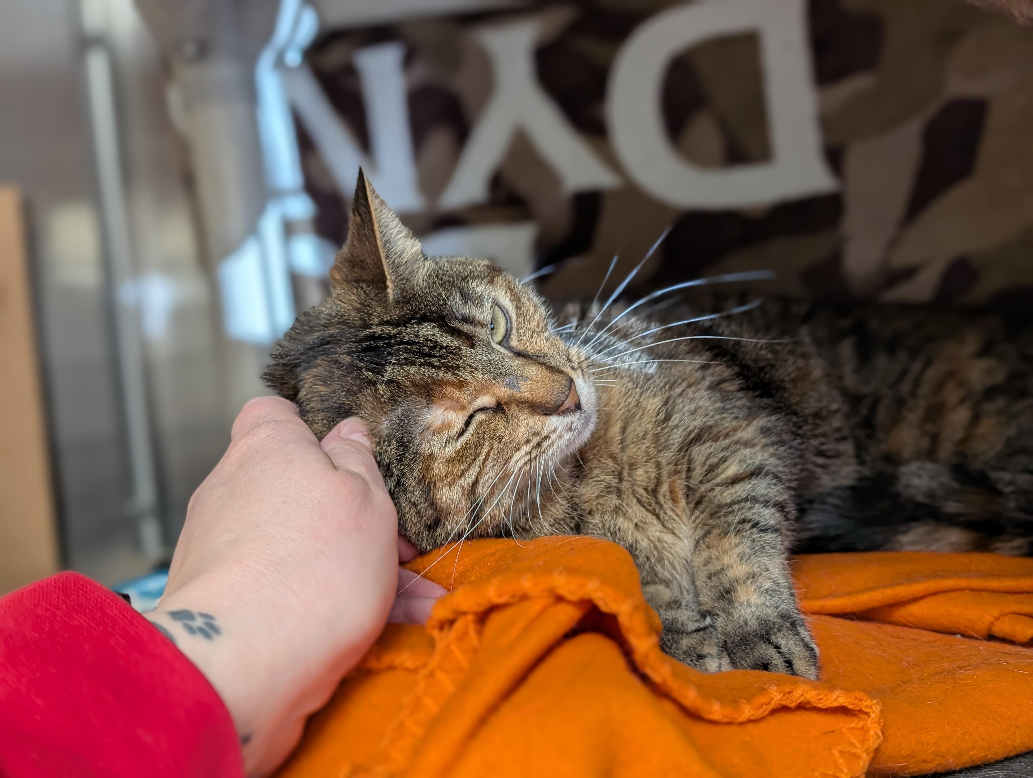 Enlarge Coletta, a ADOPTABLE Domestic Short Hair in Jefferson, WI image 4/4