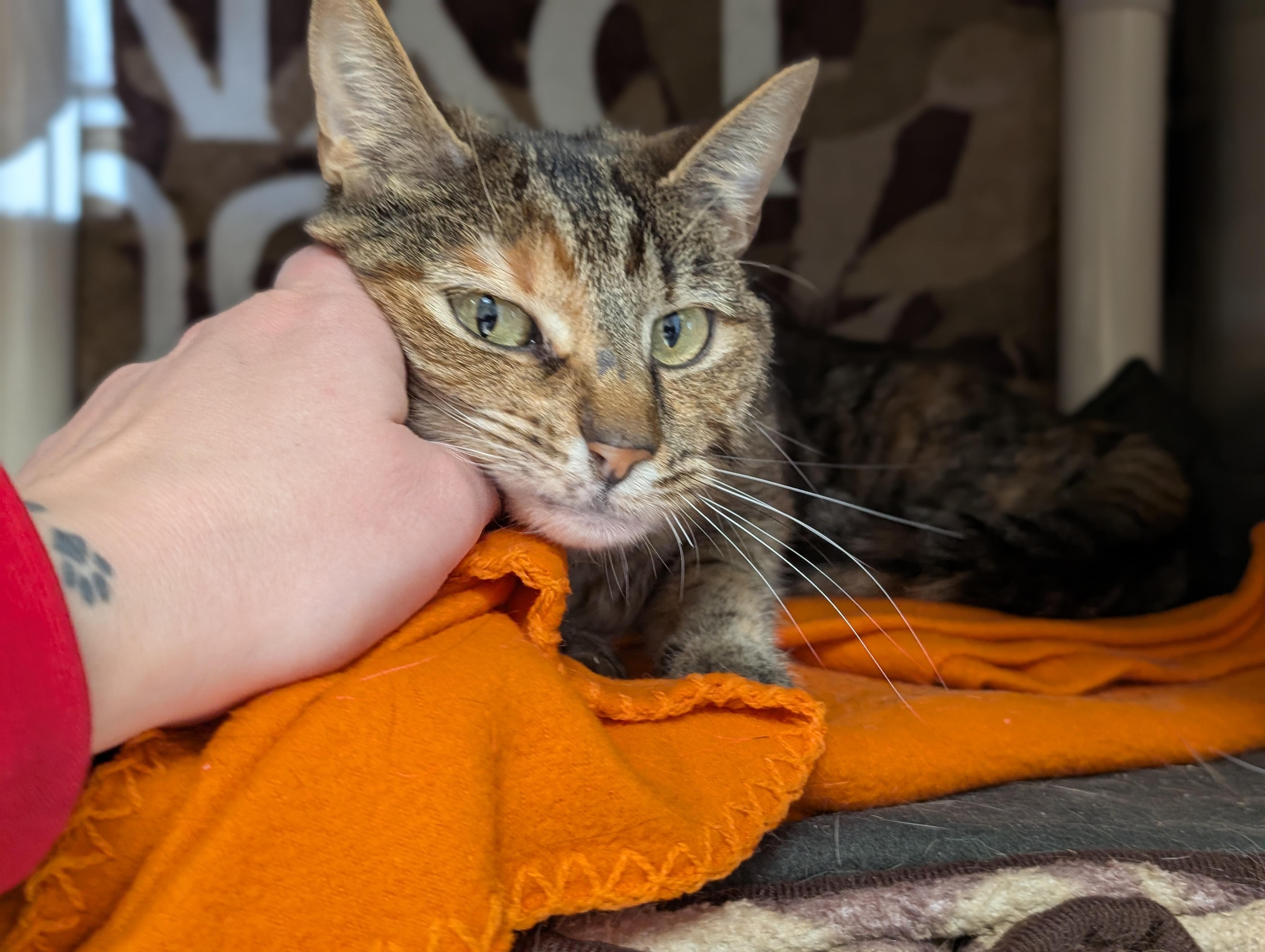 Enlarge Coletta, a ADOPTABLE Domestic Short Hair in Jefferson, WI image 3/4
