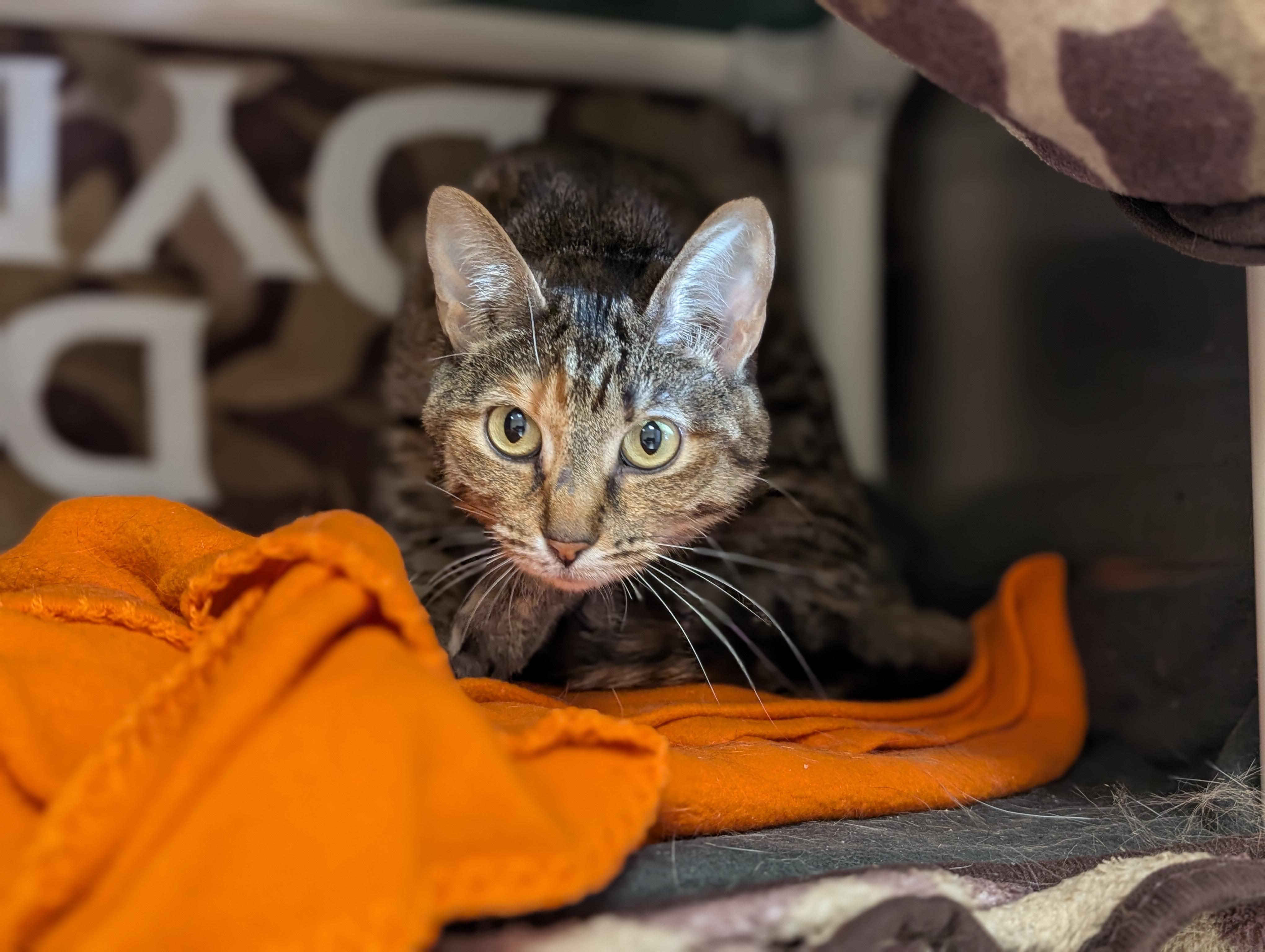 Enlarge Coletta, a ADOPTABLE Domestic Short Hair in Jefferson, WI image 2/4
