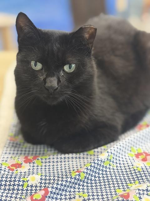 Enlarge Hazel, a ADOPTABLE Domestic Short Hair in Towanda, PA image 1/1