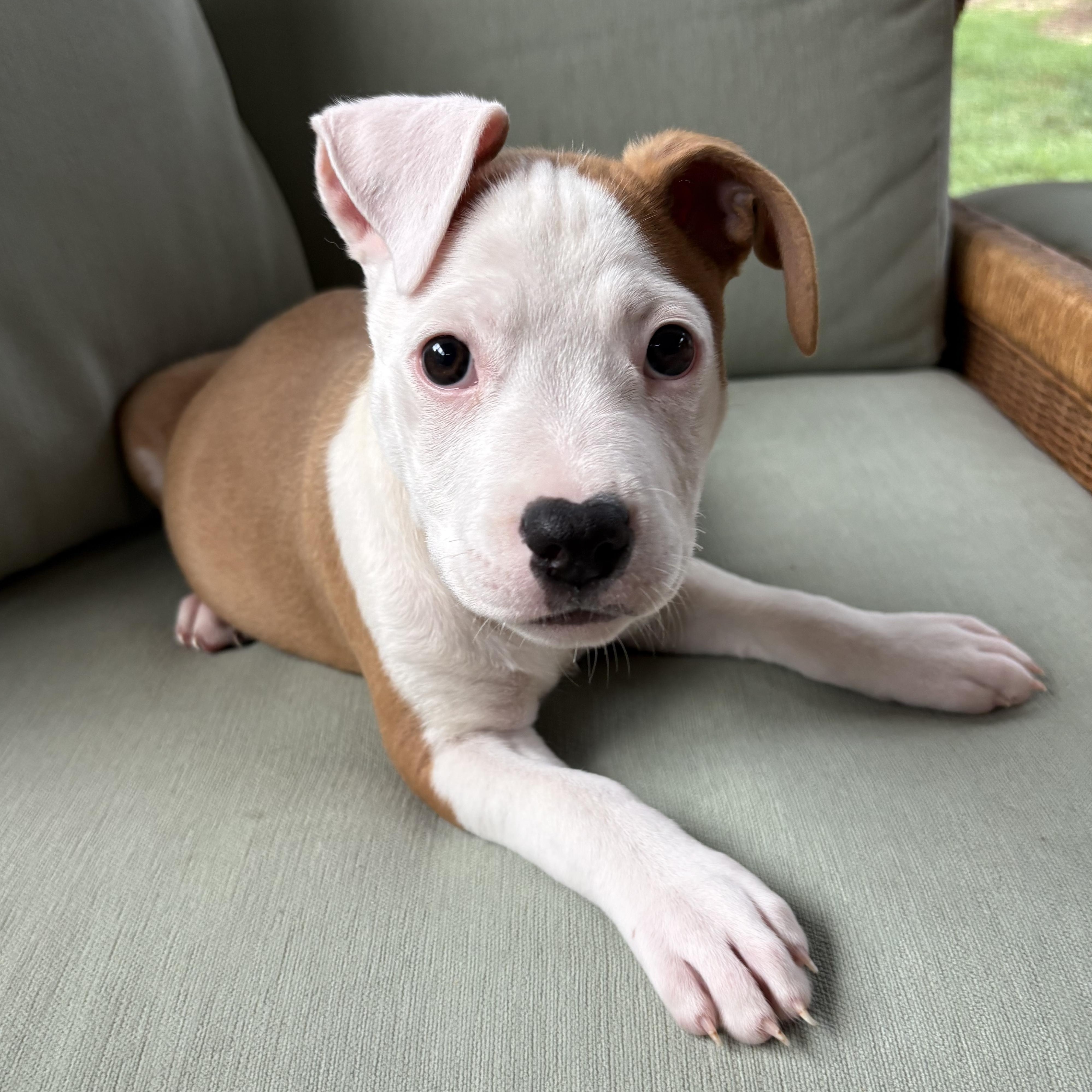 Nugget, Adoptable, Puppy Female Terrier.