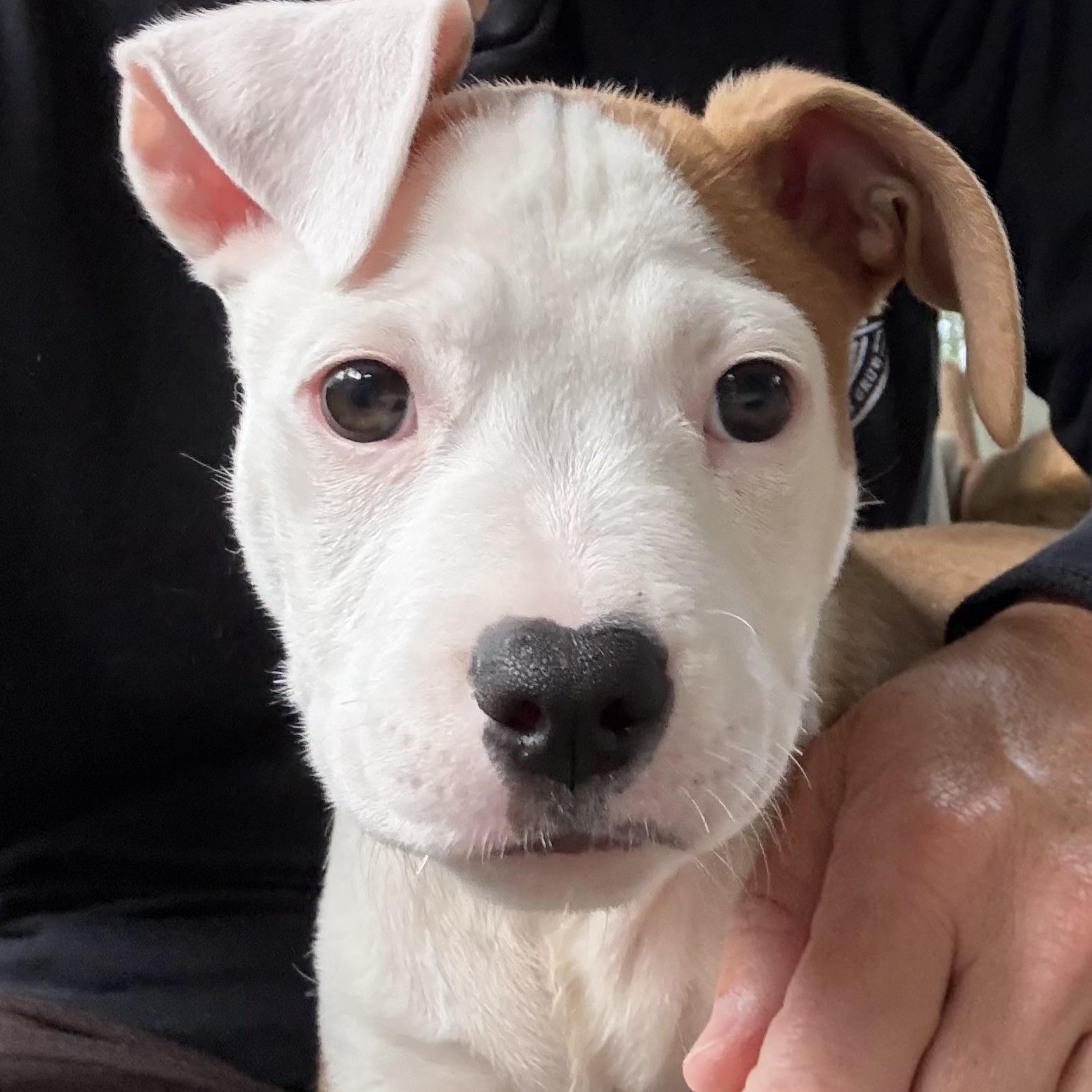 Enlarge Nugget, a Adoptable mixed breed in Cornelius, NC image 2/2