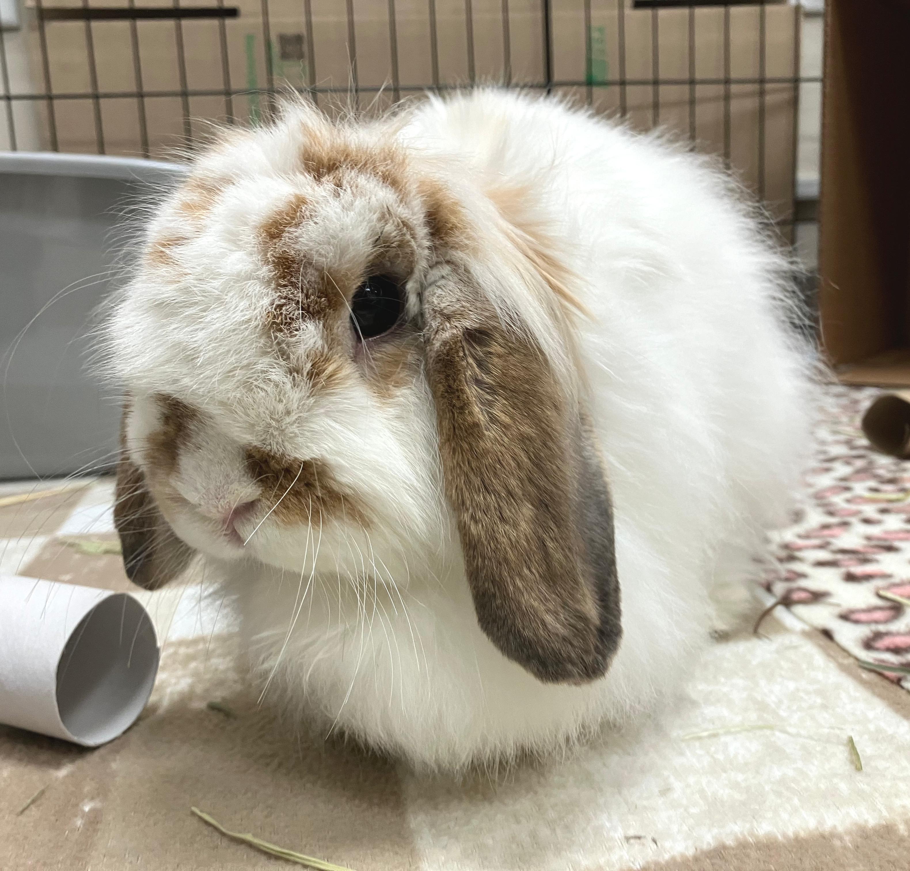 Enlarge Valentina, an adopted mixed breed in Oshkosh, WI image 1/6