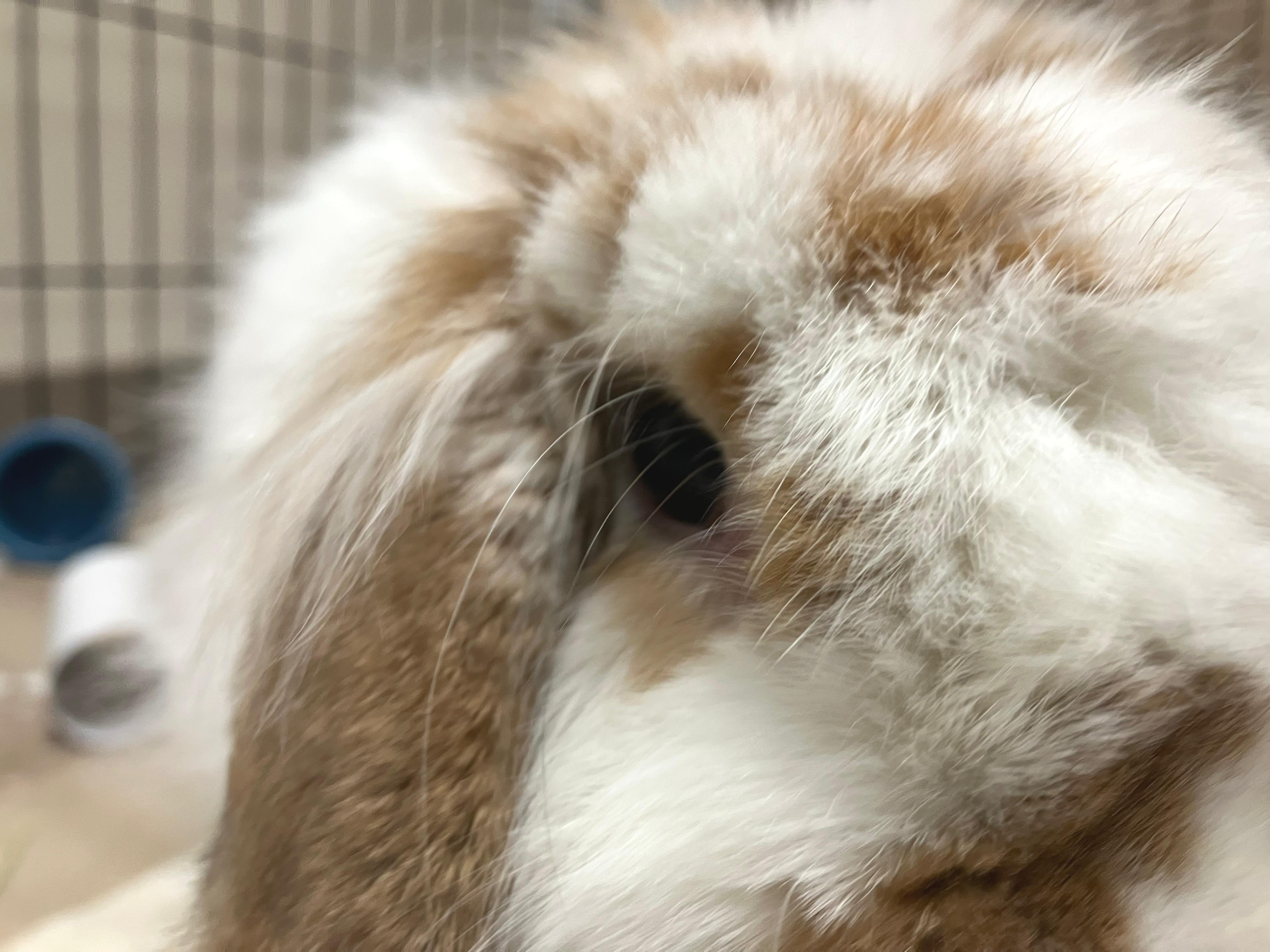 Enlarge Valentina, an adopted mixed breed in Oshkosh, WI image 5/6