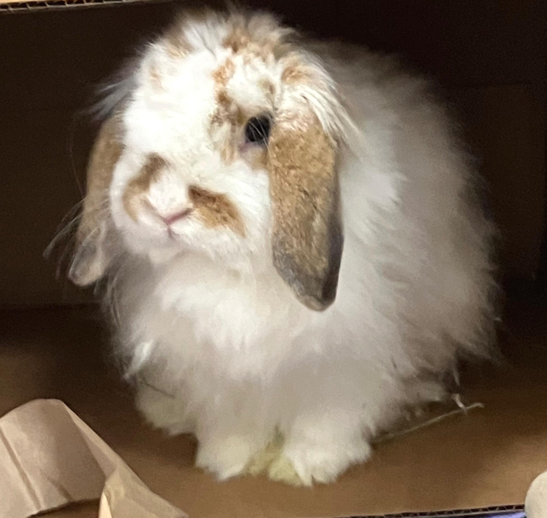 Enlarge Valentina, an adopted mixed breed in Oshkosh, WI image 4/6