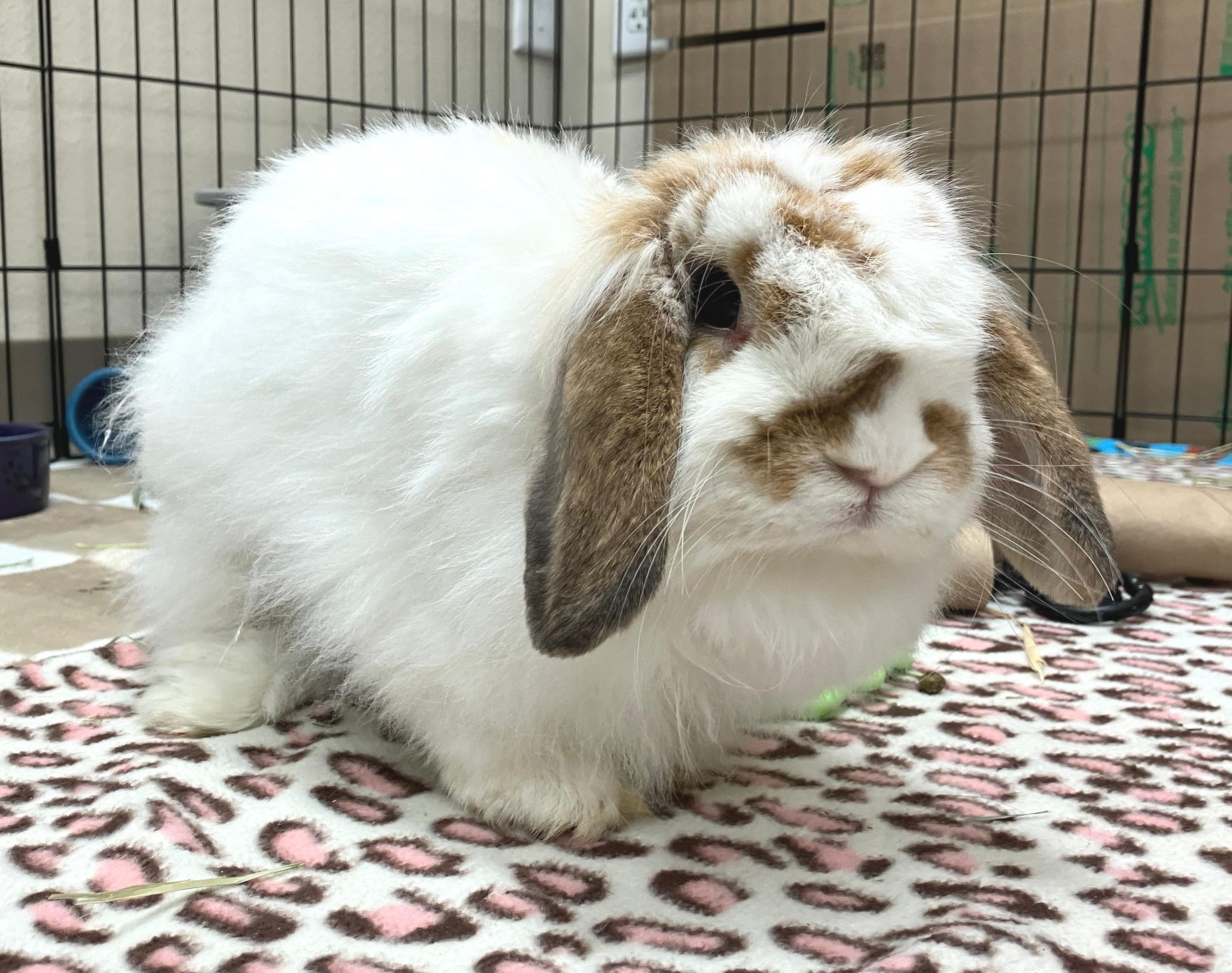 Enlarge Valentina, an adopted mixed breed in Oshkosh, WI image 2/6