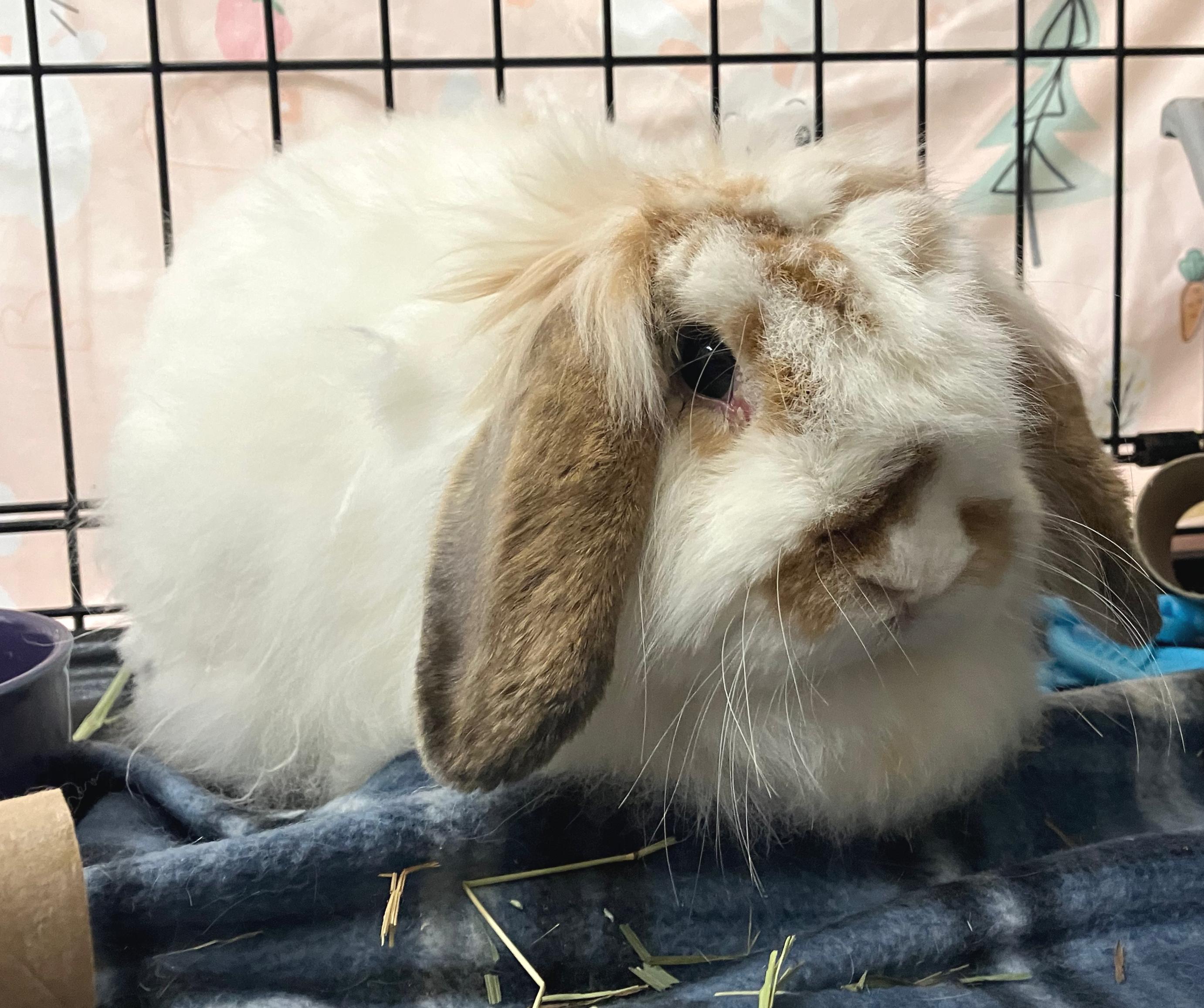 Enlarge Valentina, an adopted mixed breed in Oshkosh, WI image 3/6