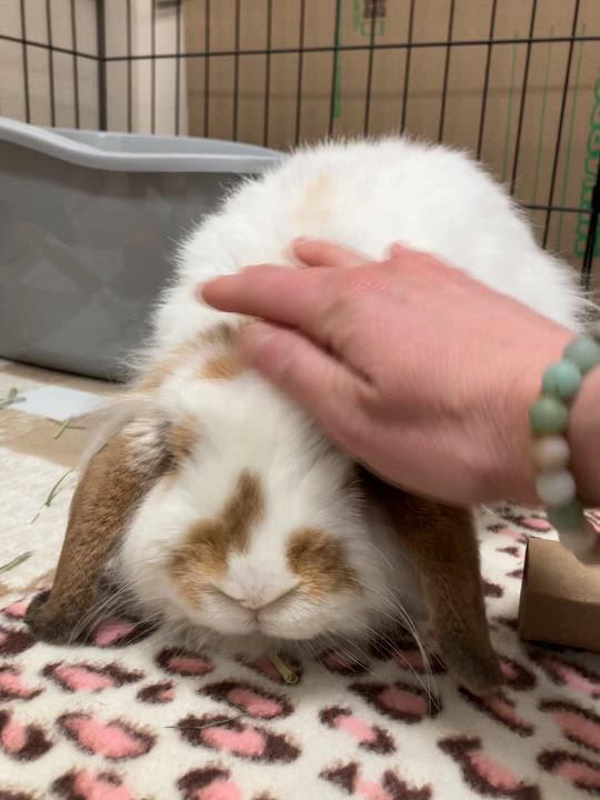 Enlarge Valentina, an adopted mixed breed in Oshkosh, WI video 6/6