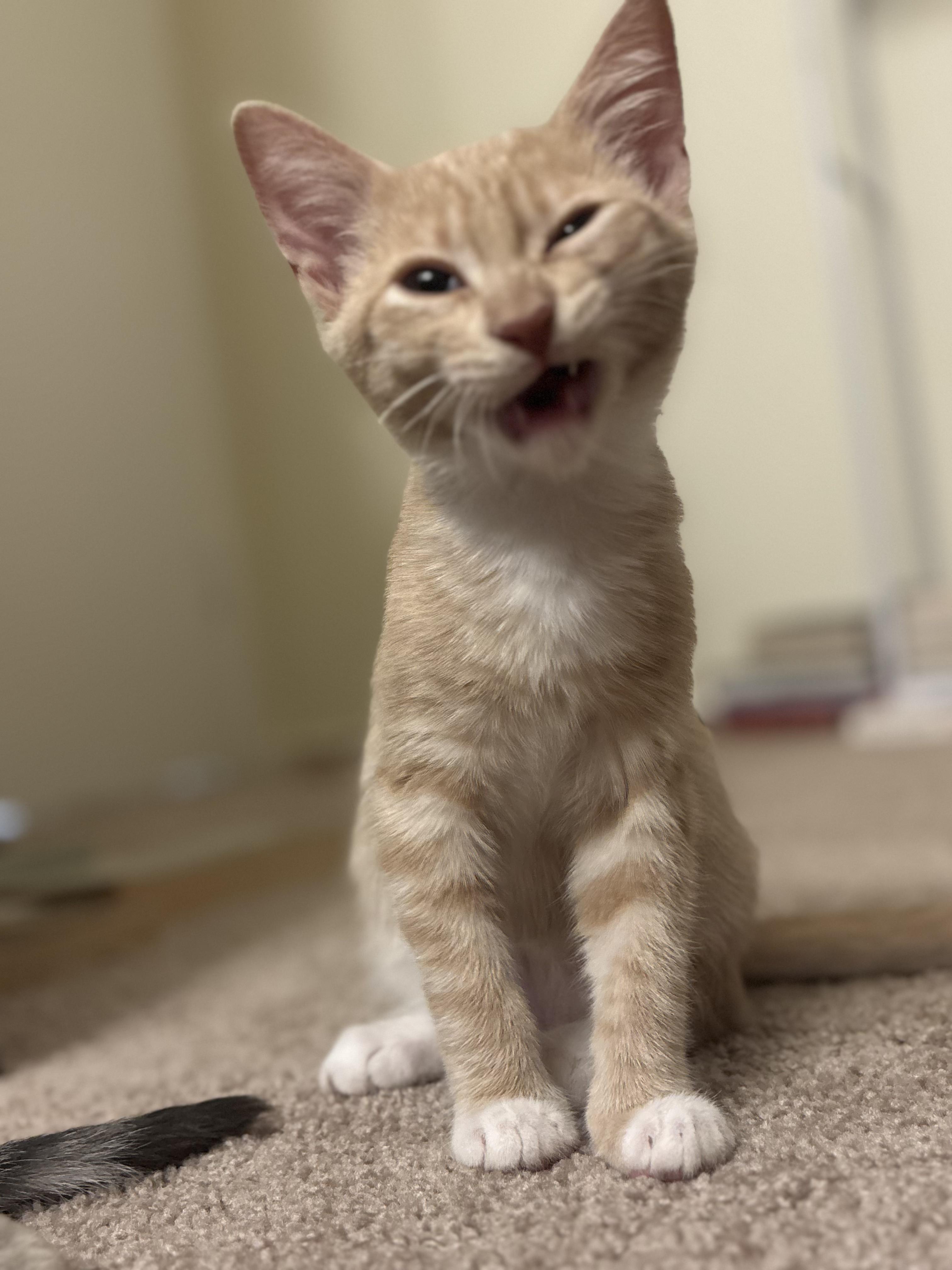 Oliver, a Adoptable mixed breed in San Jose, CA image 3/6