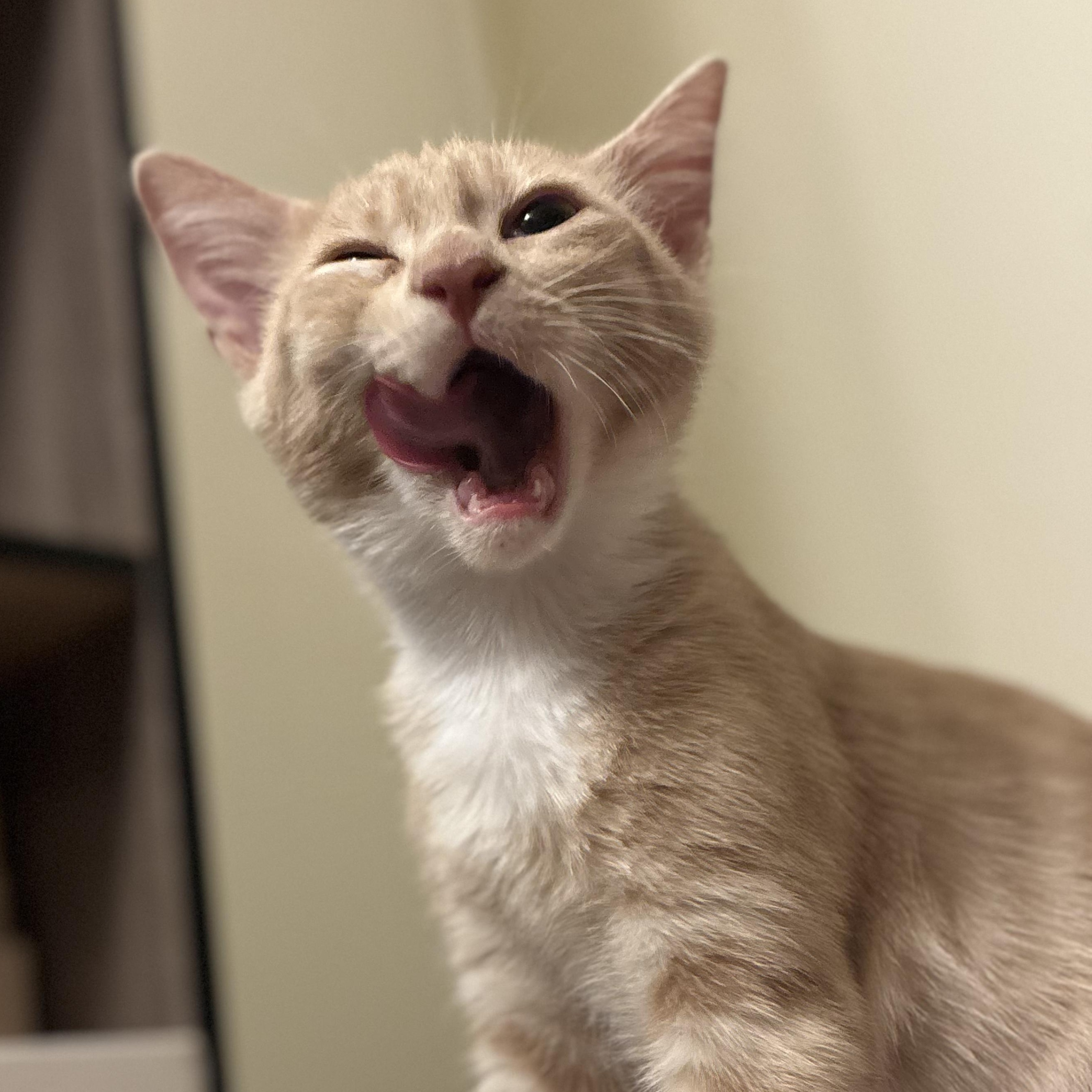 Oliver, a Adoptable mixed breed in San Jose, CA image 1/6