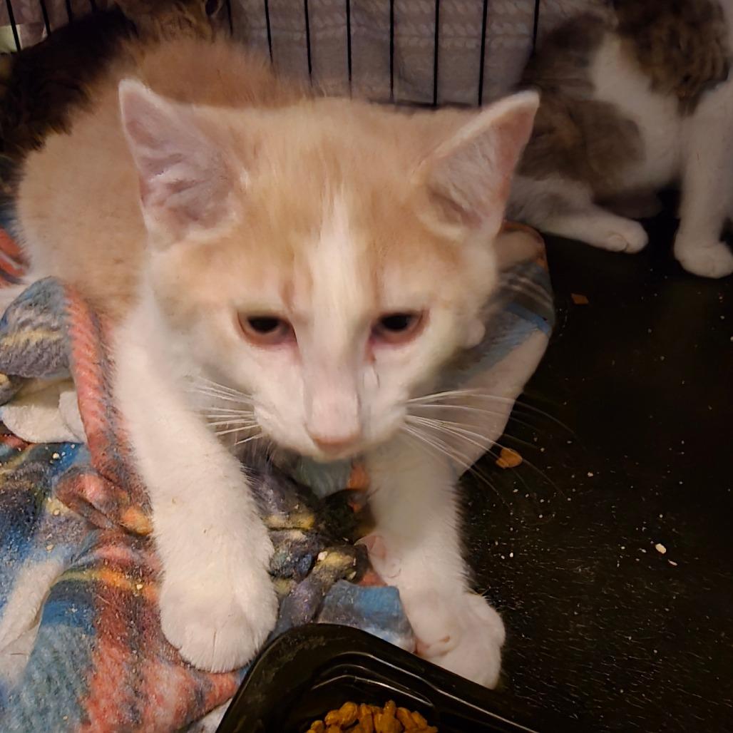 Huey, a Adoptable Domestic Short Hair in Grantsville, UT image 2/3