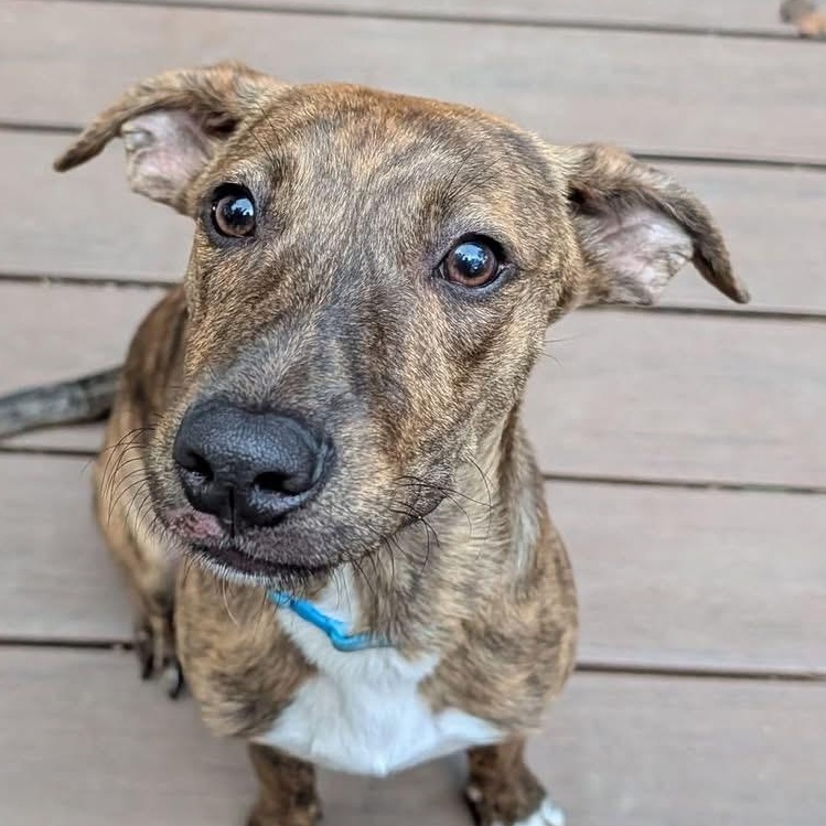 Enlarge Waylon, a Adoptable mixed breed in Richmond, VA image 1/6