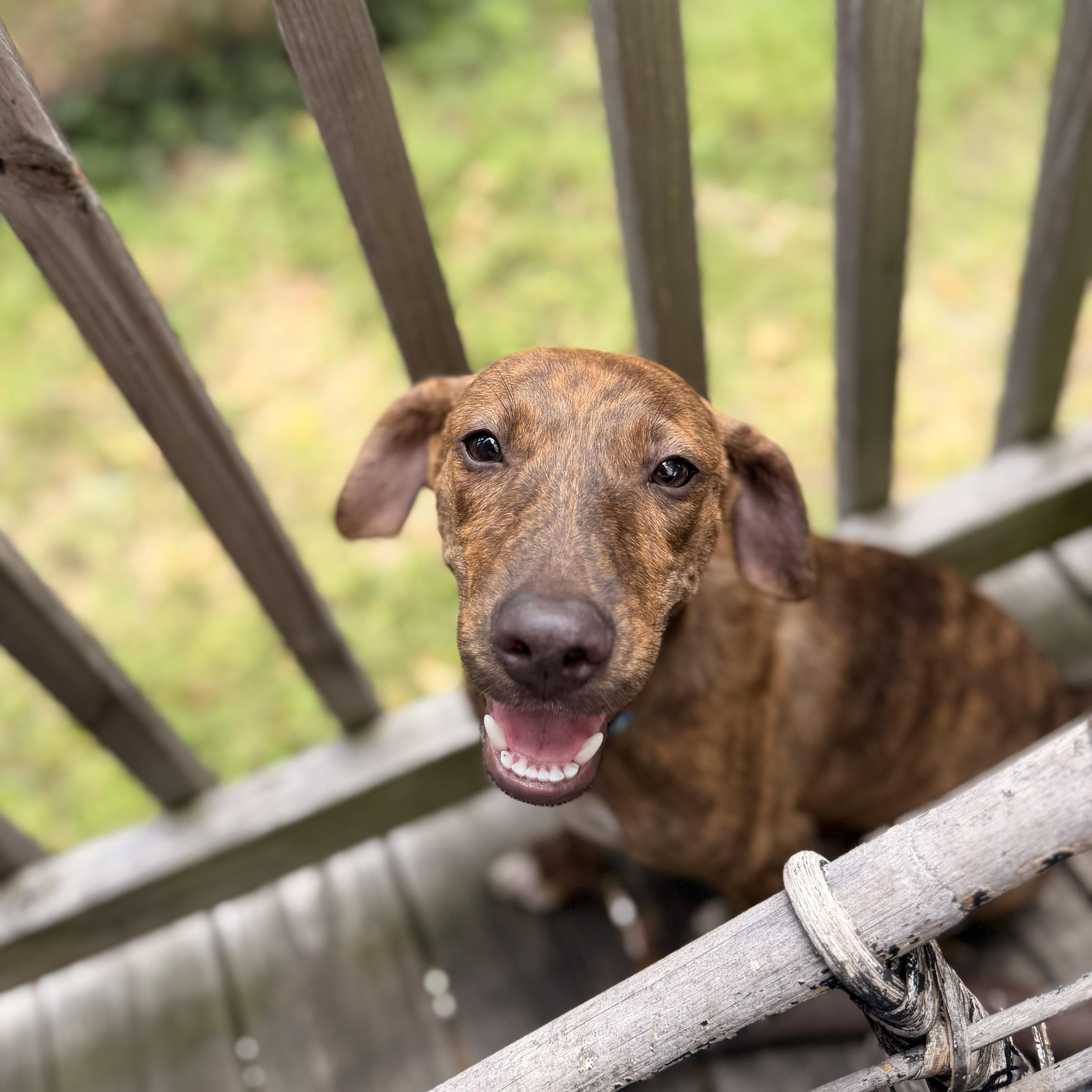 Enlarge Waylon, a Adoptable mixed breed in Richmond, VA image 5/6