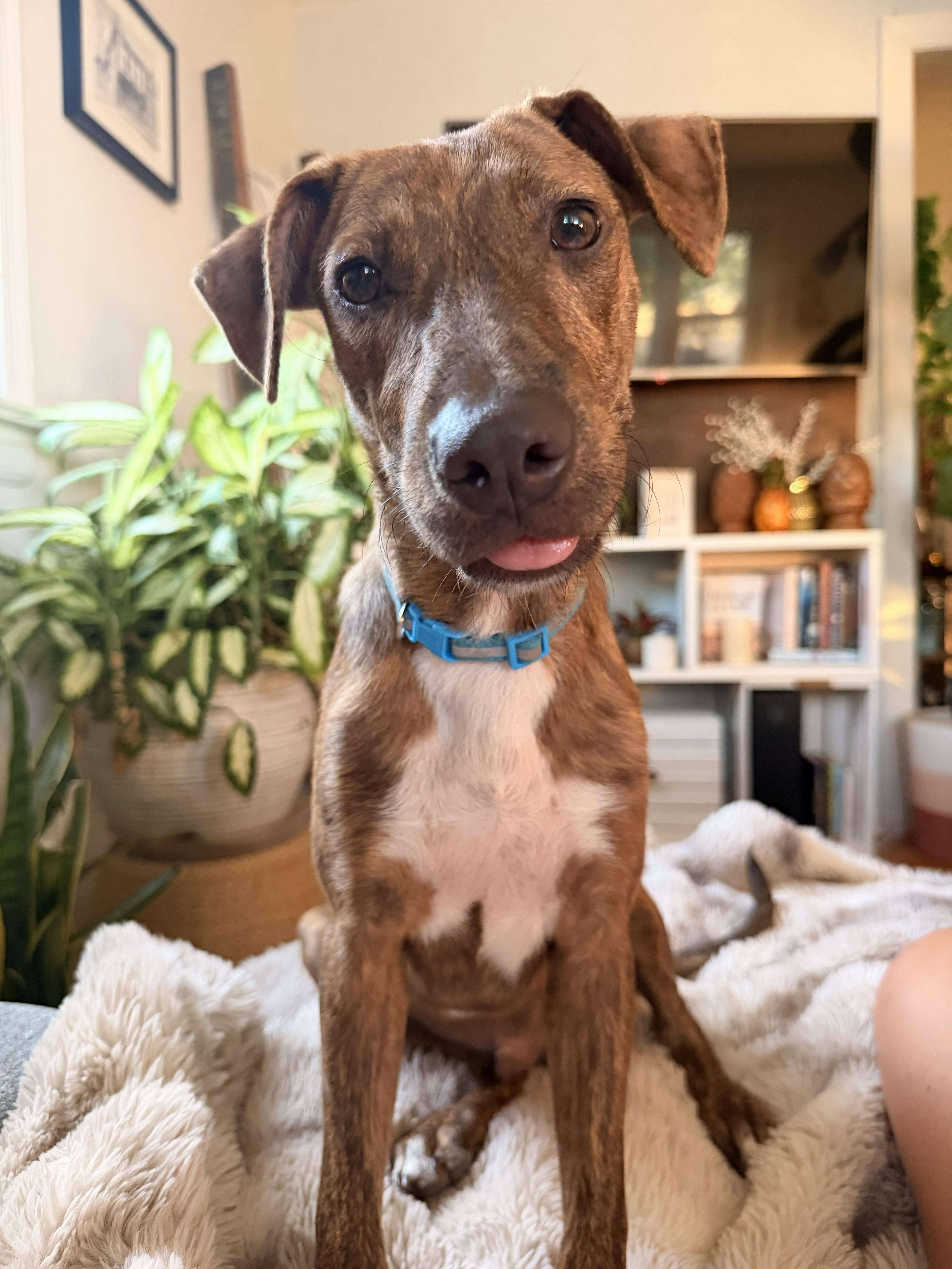 Enlarge Waylon, a Adoptable mixed breed in Richmond, VA image 2/6