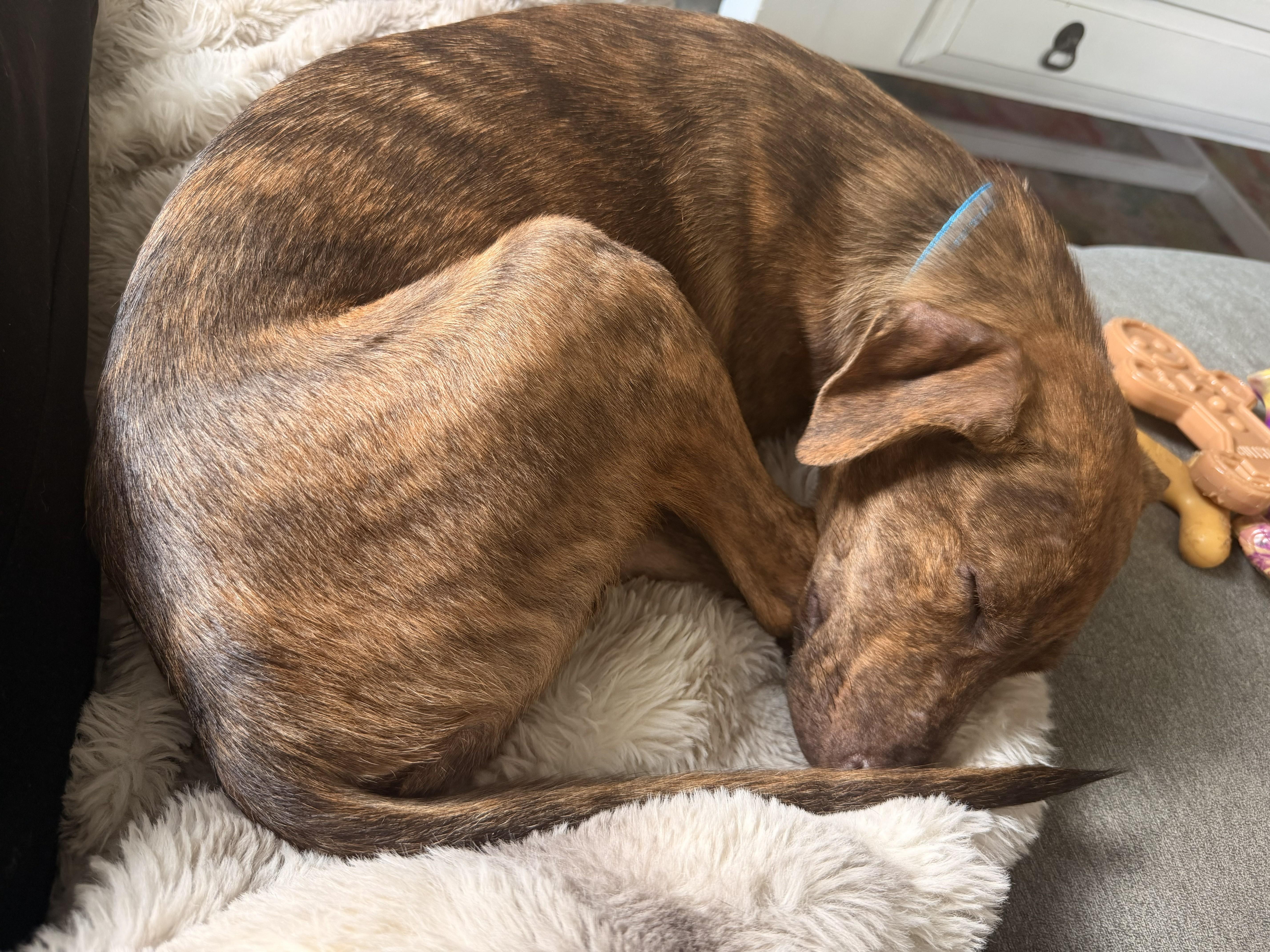 Enlarge Waylon, a Adoptable mixed breed in Richmond, VA image 6/6