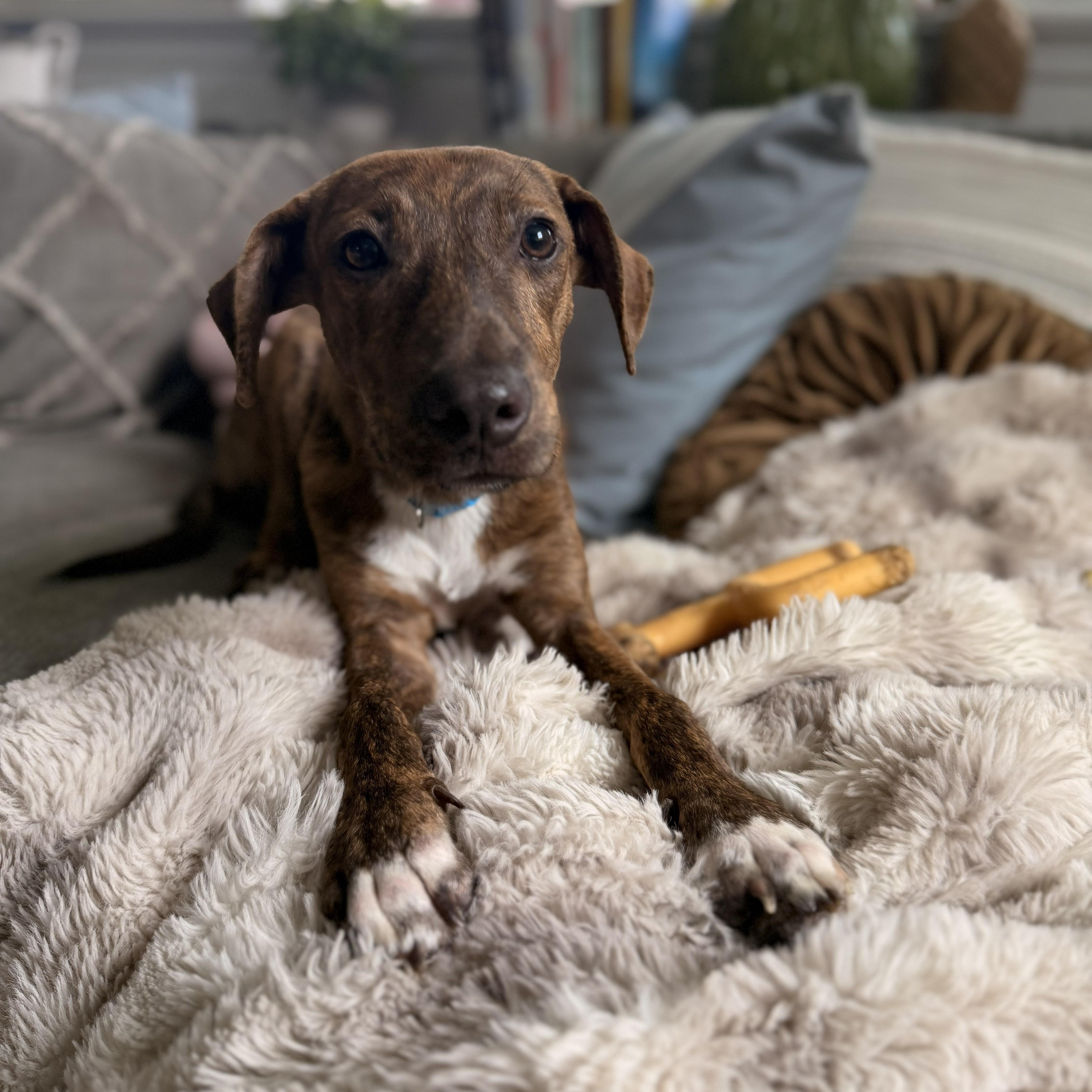 Enlarge Waylon, a Adoptable mixed breed in Richmond, VA image 3/6