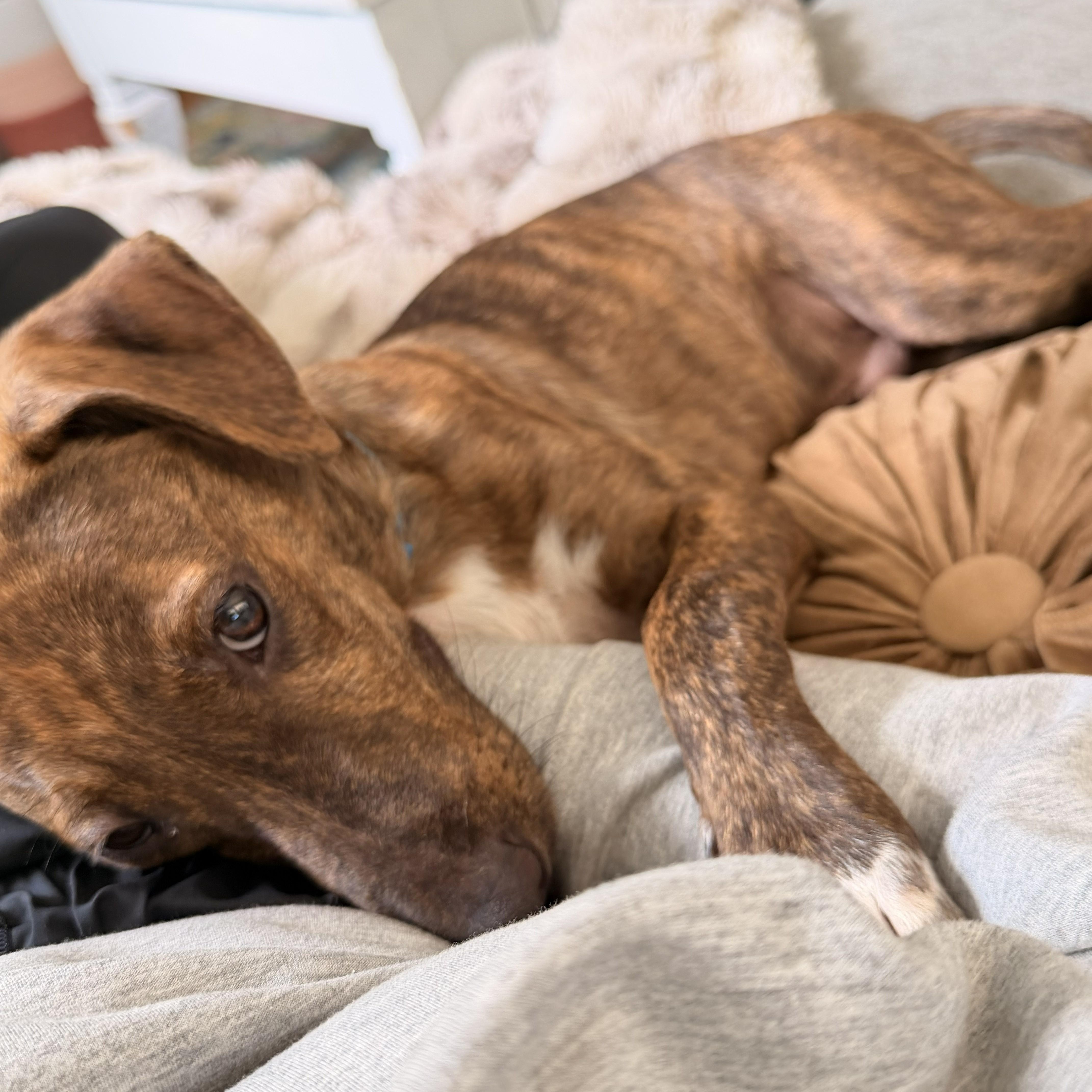 Enlarge Waylon, a Adoptable mixed breed in Richmond, VA image 4/6