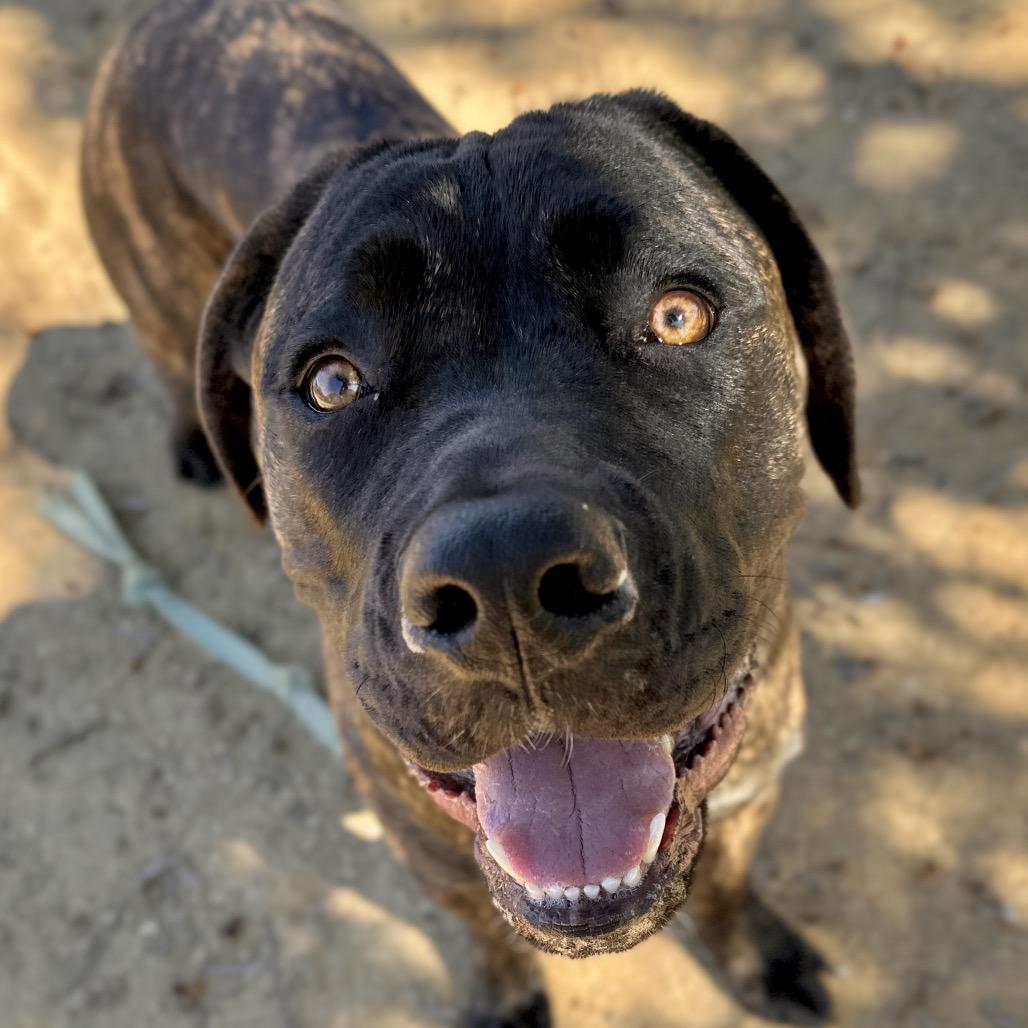 Enlarge Samantha, a Adoptable mixed breed in Dublin, CA image 1/2