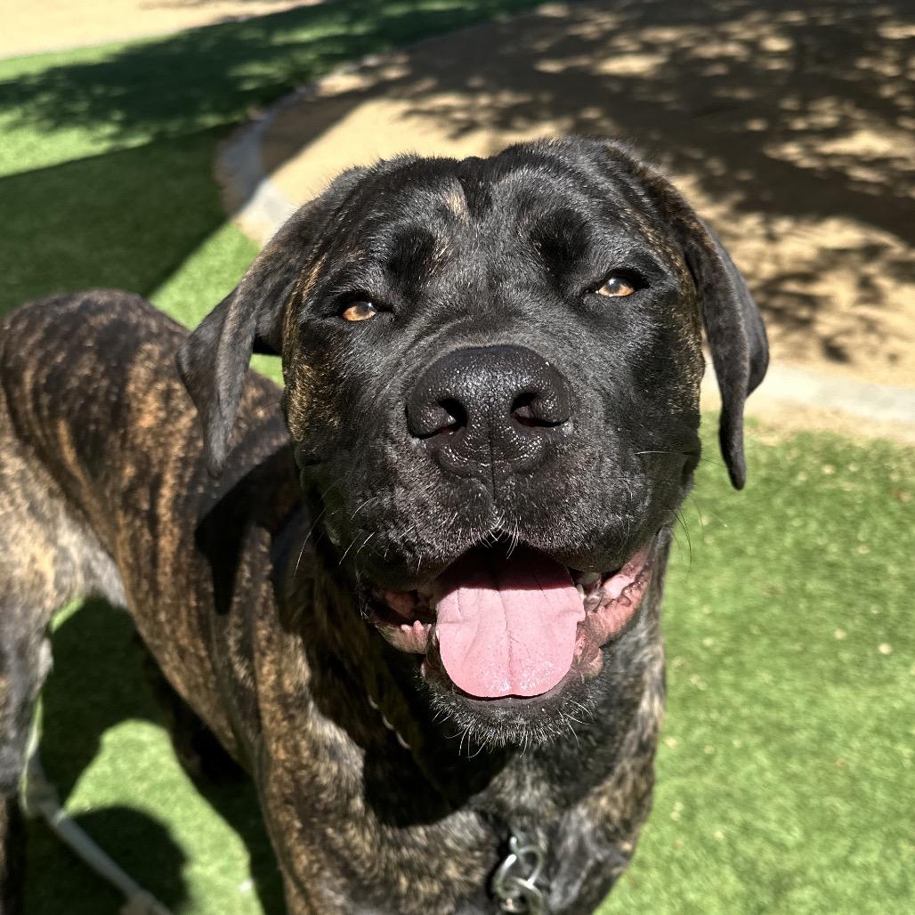 Enlarge Samantha, a Adoptable mixed breed in Dublin, CA image 2/2