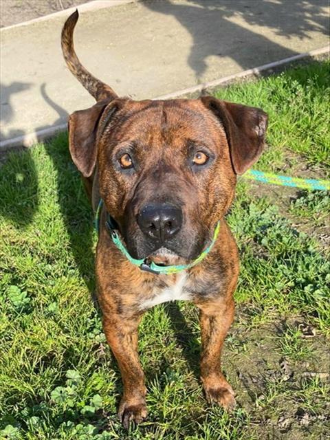 BOY LITTLE, Adoptable, Young Male Pit Bull Terrier.