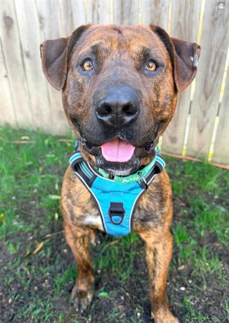 BOY LITTLE, Adoptable, Young Male Pit Bull Terrier.