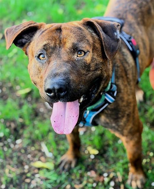 BOY LITTLE, Adoptable, Young Male Pit Bull Terrier.
