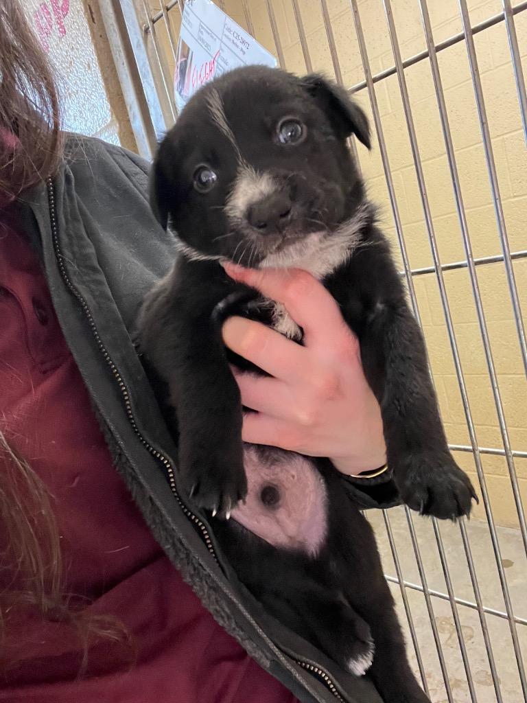 Heath, Adoptable, Puppy Male Collie.
