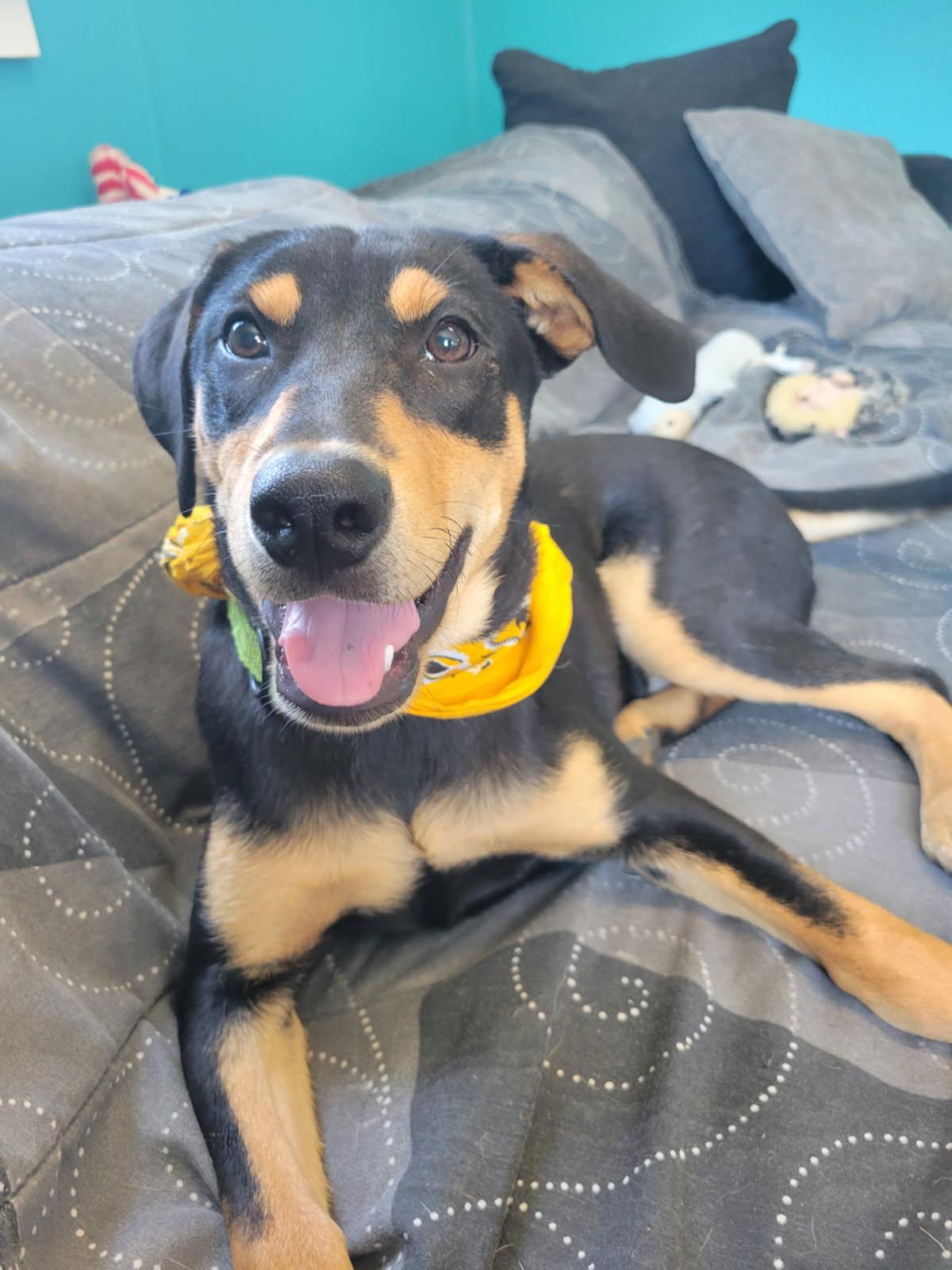 Enlarge Quackers SS, a ADOPTABLE mixed breed in South Portland, ME image 3/5