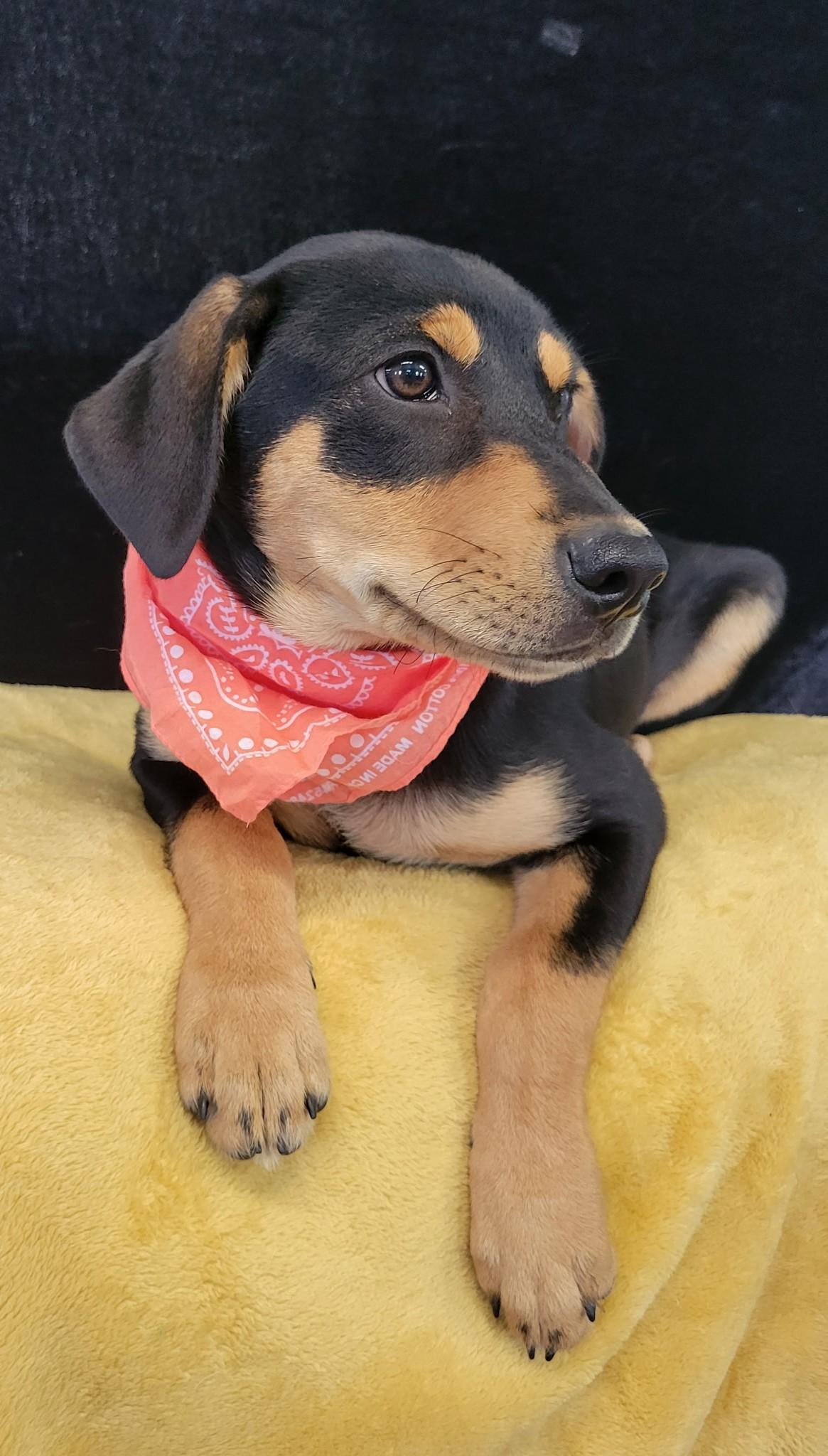 Enlarge Quackers SS, a ADOPTABLE mixed breed in South Portland, ME image 4/5