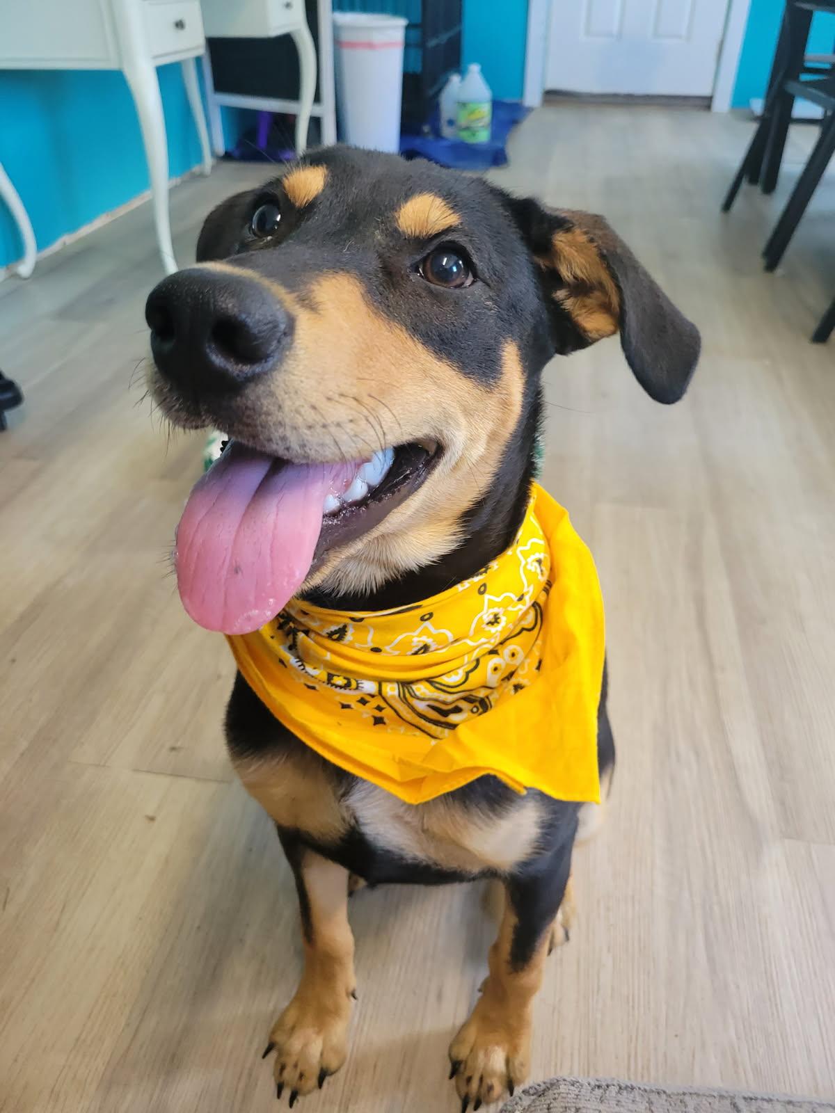 Quackers SS, ADOPTABLE, Young Female Mixed Breed.
