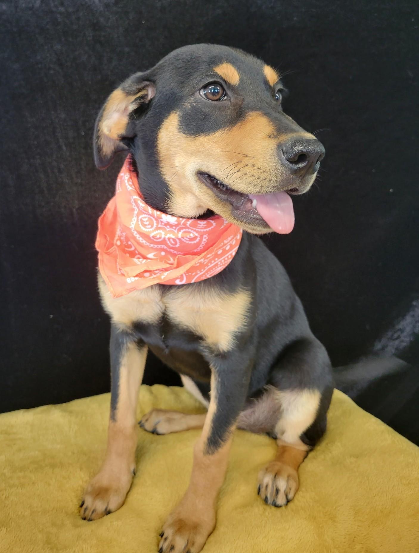 Enlarge Quackers SS, a ADOPTABLE mixed breed in South Portland, ME image 5/5
